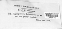 Image of Bovista dakotensis